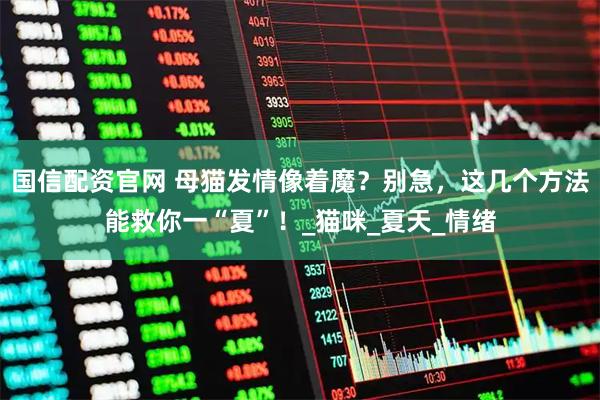国信配资官网 母猫发情像着魔？别急，这几个方法能救你一“夏”！_猫咪_夏天_情绪